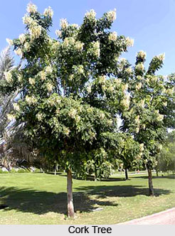Cork Tree, Indian Trees