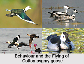 Cotton Pygmy Goose, Indian Bird