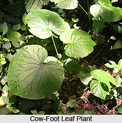 Cow-Foot Leaf Plant, Indian Medicinal Plant