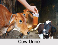 Cow Urine, Panchagavya
