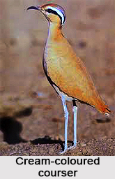 Cream-coloured courser, Indian Bird