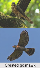 Crested Goshawk, Indian Bird