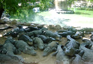 Crocodile Bank in Tamil Nadu