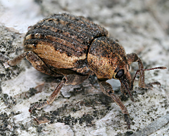 Curculion-idae