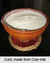 Curd, Panchagavya
