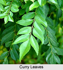 Curry Leaves