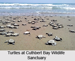 Cuthbert Bay Wildlife Sanctuary, Middle Andamans, Andaman and Nicobar Islands