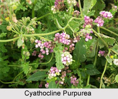 Cyathocline Purpurea, Indian Medicinal Plant