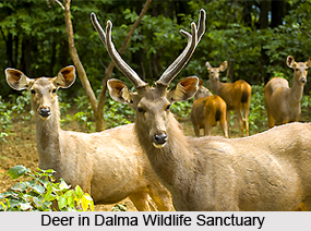 Dalma Wildlife Sanctuary, Jamshedpur