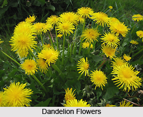 Dandelion, Indian Herb