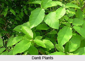 Danti, Indian Medicinal Plant