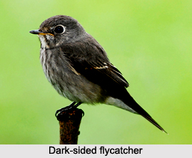 Dark-Sided Flycatcher, Indian Bird