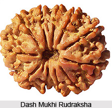 Dash Mukhi Rudraksha