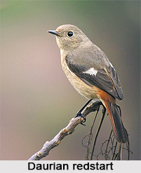 Daurian Redstart, Indian Bird