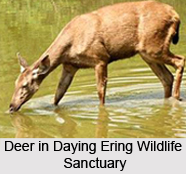 Daying Ering Wildlife Sanctuary, Arunachal Pradesh