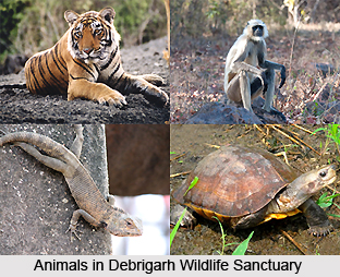 Debrigarh Wildlife Sanctuary, Orissa