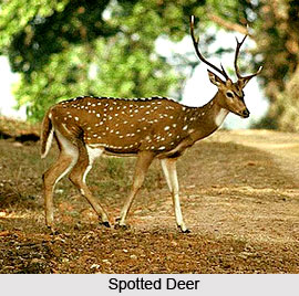 Deer , Indian Animal