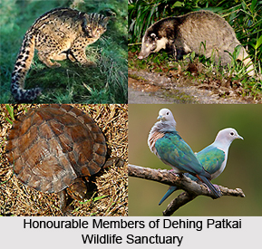 Dehing Patkai Wildlife Sanctuary, Assam