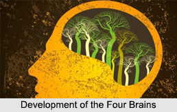 Development of the Four Brains, Kundalini Yoga