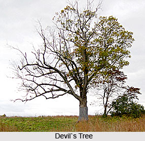 Devil`s Tree, Indian Trees