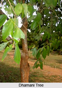 Dhamani, Indian Medicinal Plant