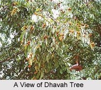 Dhavah, Indian Medicinal Plant