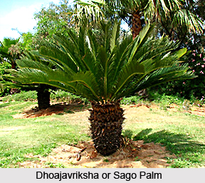 Dhoajavriksha, Jaggery-Palm, Indian Medicinal Plant