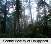 Dhupjhora, Dooars, West Bengal