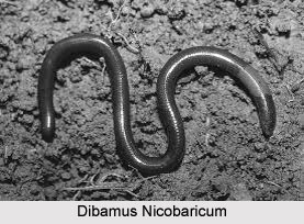 Dibamus Nicobaricum, Indian Reptile