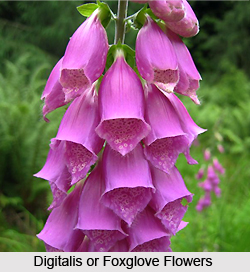 Digitalis, Indian Herb