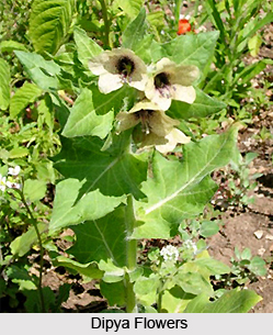 Dipya, Indian Medicinal Plant