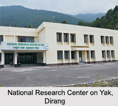 Dirang, Kameng District, Arunachal Pradesh