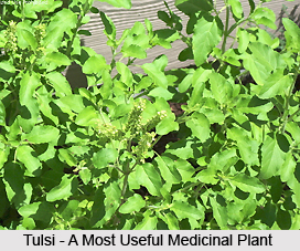 Diseases in Men cured by Tulsi