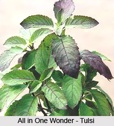 Diseases of the mouth,eyes,ears, nose and thorat cured by Tulsi