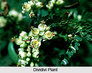 Dividivi Plant, Indian Medicinial Plant