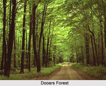 Dooars, West Bengal