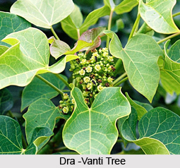 Dra-Vanti, Indian Medicinal Plant