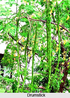 Drumstick Tree, Indian Trees