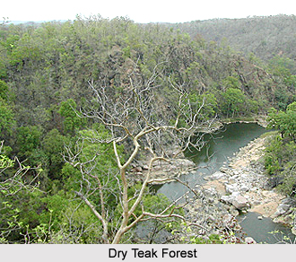 Flora of Dhar District