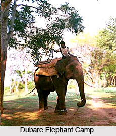 Dubare Elephant Camp, Karnataka