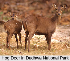 Dudhwa National Park, Uttar Pradesh