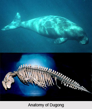 Dugong, Sea Cow, Indian Marine Species