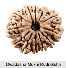Dwadasha Mukhi Rudraksha