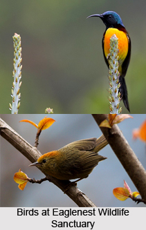 Eaglenest Wildlife Sanctuary, West Kameng District, Arunachal Pradesh