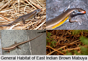 East Indian Brown Mabuya, Indian Reptile