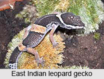 East Indian Leopard Gecko, Indian Reptile