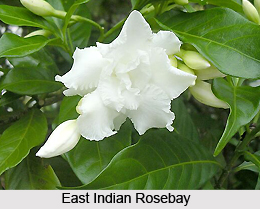 East Indian Rosebay, Indian Herb