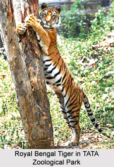 East Singhbhum District, Jharkhand