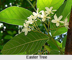 Easter Tree , Indian Trees