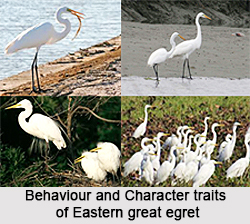 Eastern Great Egret, Indian Bird